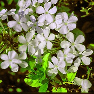 Plumbago auriculata white