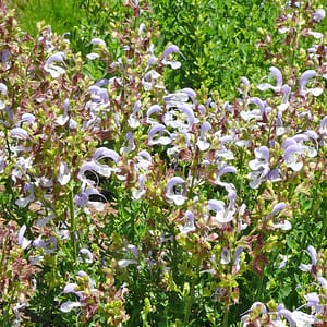 Salvia chamelaeagnea white