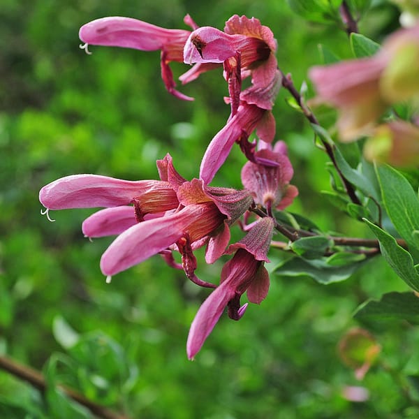 Salvia africana-lanceolata