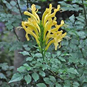 Tecoma capensis yellow