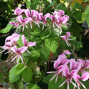 Pelargonium cordifolium pink