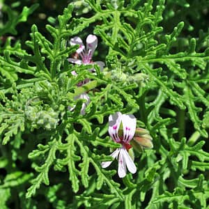 Pelargonium vitifolium x radens