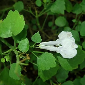 Plectranthus saccatus white