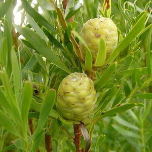 Leucadendron xanthoconus