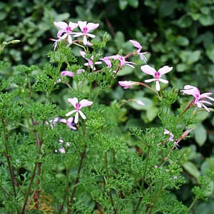 Pelargonium fruticosum pink or white